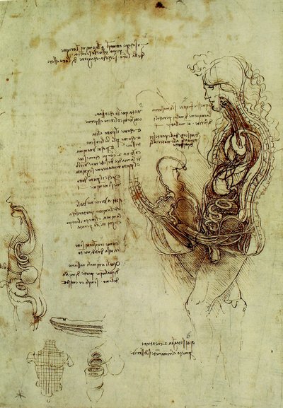 Mannelijke genitaliën door Leonardo da Vinci